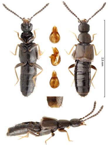 Réf. 354 416 : Atheta ravilla